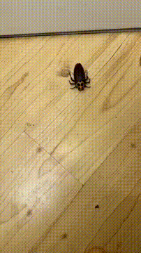 Don't Touch the Cockroach