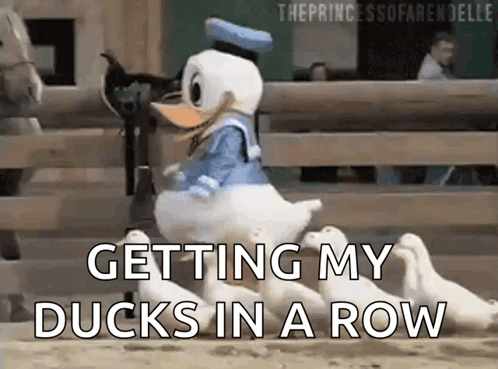 donald duck is getting his ducks in a row in a fenced in area