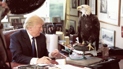 Donald Trump At Desk With Bald Eagle GIF