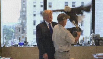 Donald Trump Holds Bald Eagle GIF