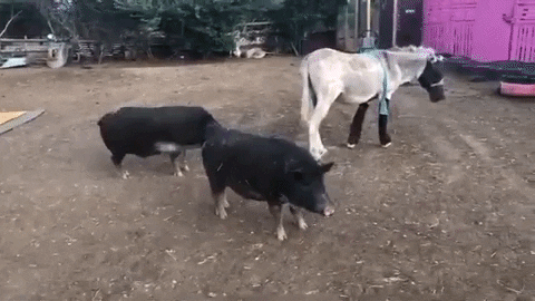 Donkey And Pigs GIF