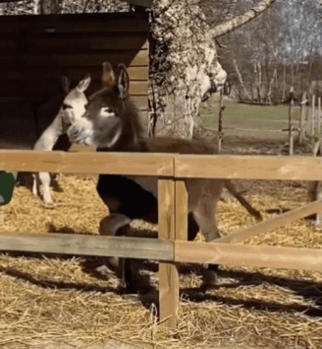 Donkey Behind Wooden Fence GIF