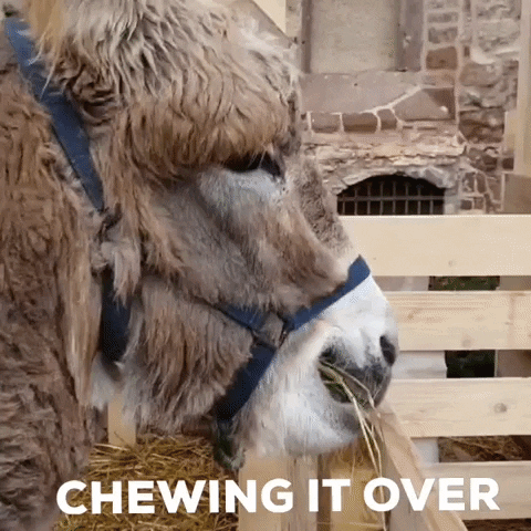 Donkey Chewing Grass GIF