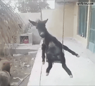 Donkey Enjoying The Swing GIF