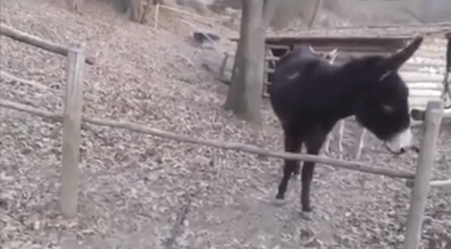 Donkey Feeling Free GIF