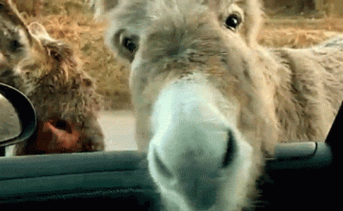 Donkey Grinning at Tala and Adrian