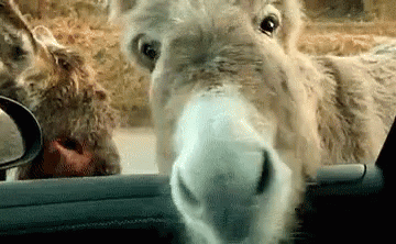 Donkey Looking Out Car Window