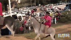 Donkey Racing With Girl GIF