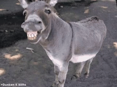 Donkey Standing In Dirt With Mouth Open GIF