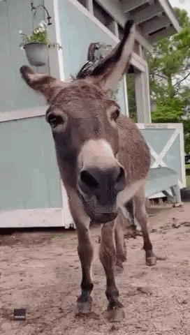 Donkey Standing In Dirt With Mouth Open GIF