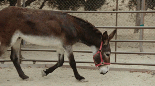 Donkey Wearing Red Bridle Walking