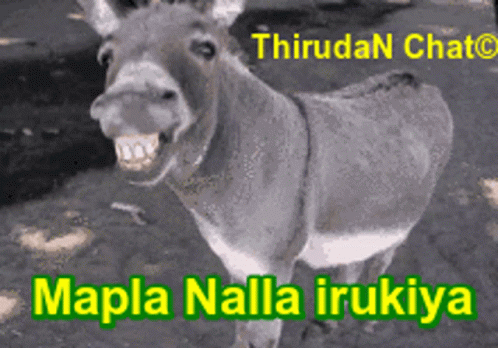 Donkey With Mapla Nella Irukiya Text GIF