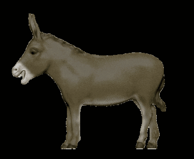 Donkey With Tongue Out GIF
