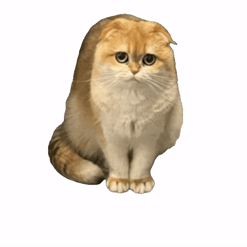 Dont Go Cute Cat Puppy Dog Eyes GIF