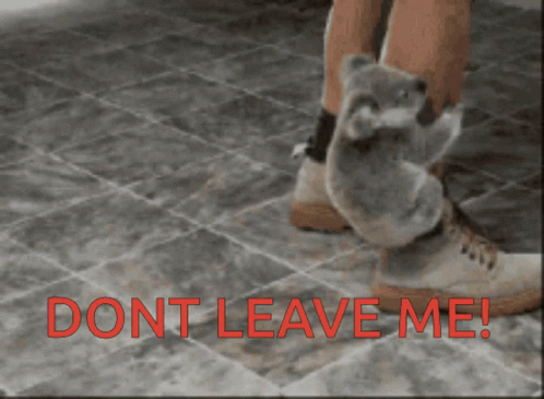 Dont Leave Me Cute Clingy Koala Bear GIF