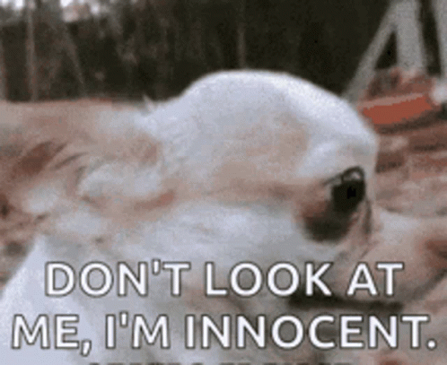 Dont Look At Me Funny Dog Face GIF