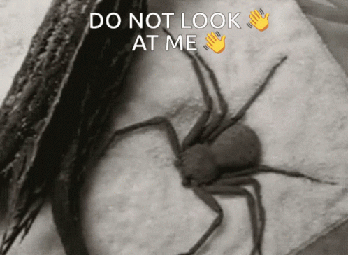 Dont Look At Me Shy Spider Hiding GIF