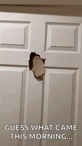 Door With Hole and Guess What Came