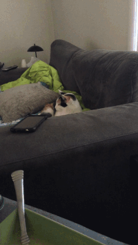 Double Take Funny Cat GIF