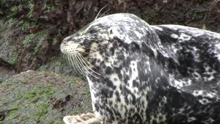 Double Take Harbor Seal Great Outdoors GIF
