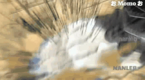 Douma 498 X 278 Gif GIF
