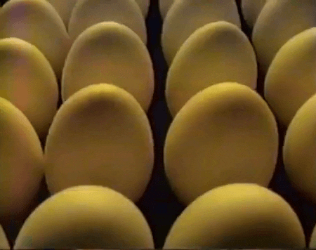 Dozen Of Egg Dog Dancing Swaying GIF
