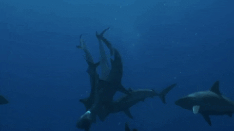 Dozen Of Goblin Shark Fighting Under Water GIF