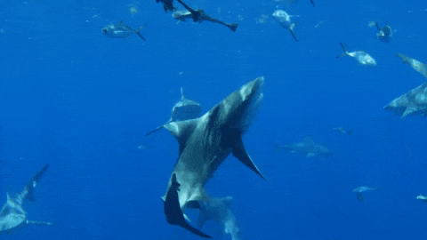 Dozen Of Goblin Shark Swimming Near Cage GIF