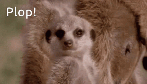 Dozy Meerkat Passing Out Plop GIF