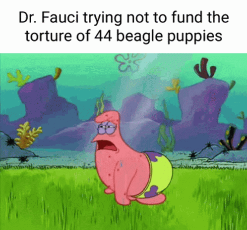 Dr. Fauci Is Trying Not To Fund The Torture Of 44 Beagle Puppies . GIF