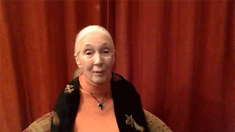 Dr. Jane Goodall Virtual Hug GIF