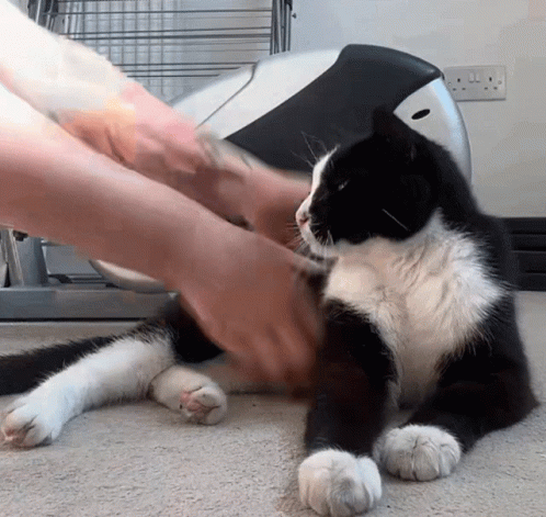 Dragging Cat From Away GIF