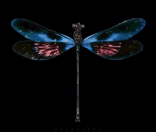 Dragonfly Against Black Background GIF