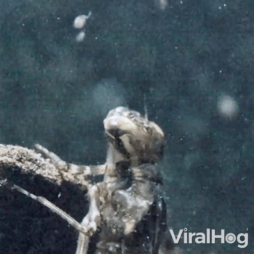 Dragonfly In Water GIF