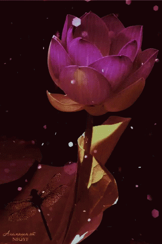 Dragonfly Sitting On Purple Flower GIF