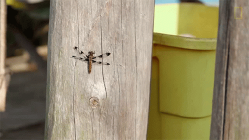 Dragonfly Sitting On Wooden Post GIF
