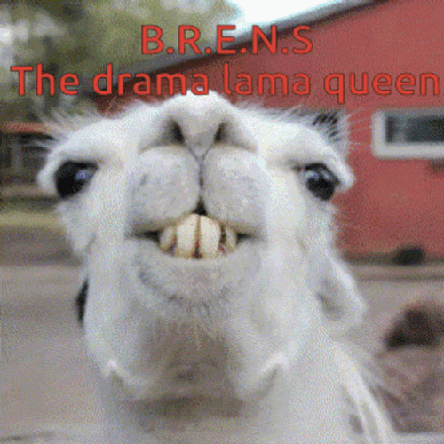 Drama Llama Queen GIF