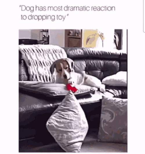 Dramatic Dog Dropping Toy GIF