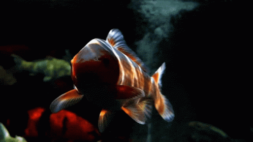Dramatic Koi Fish Swimming GIF