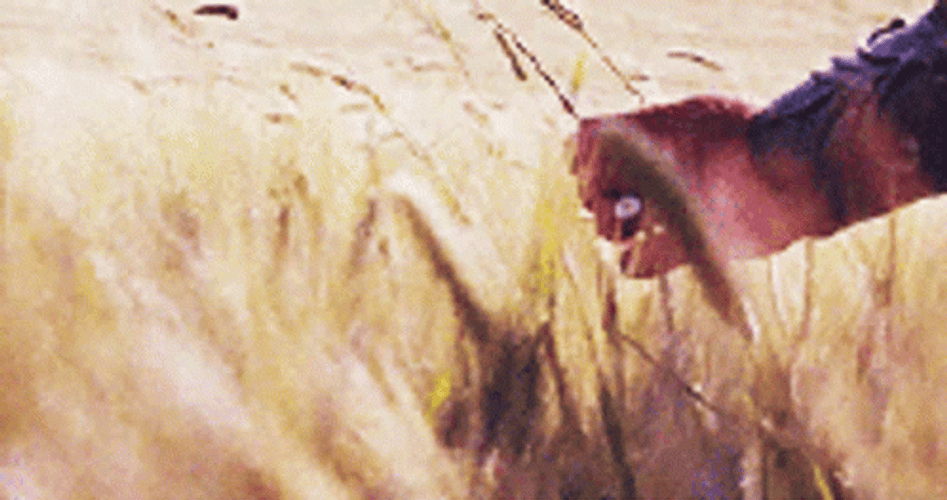Dramatic Scene Brushing Grass Gladiator Movie GIF