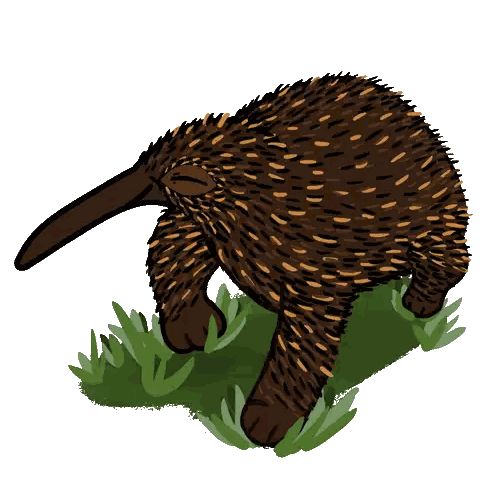 Drawing of an Echidna with Long Tail