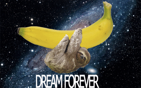 Dream Forever Savannah Bananas GIF