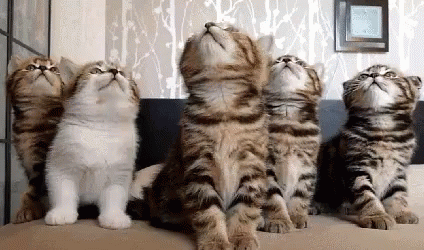 Kitty Dream Team GIF