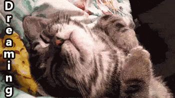 Dreaming Cat Punching GIF