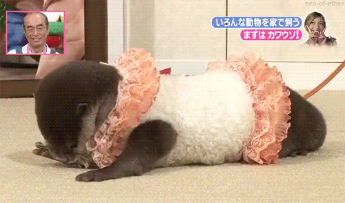 Dressed Up Otter GIF