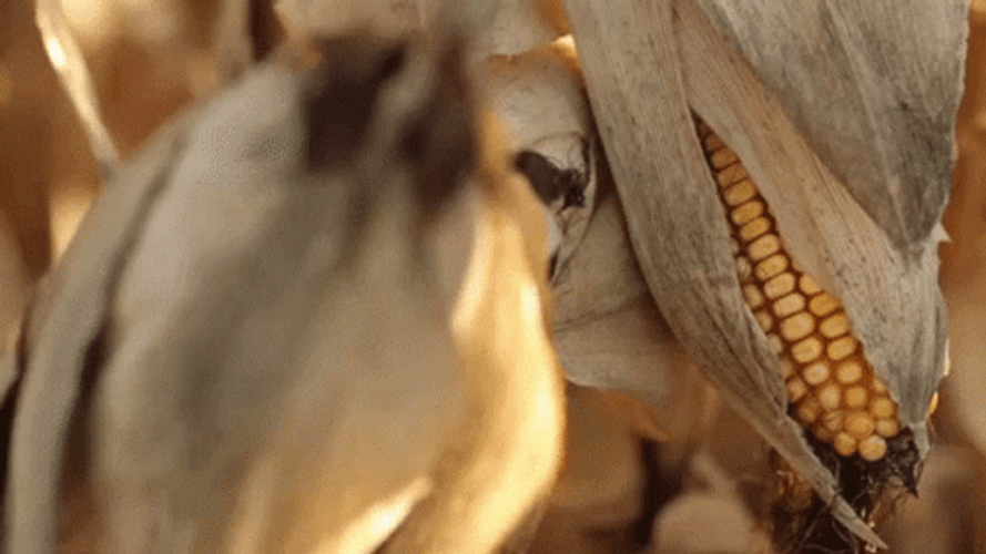Dried Corn In Husk Summer Time GIF