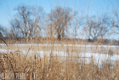 Dried Grass Plant Swaying GIF