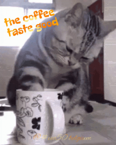 Drinking Coffee Cat Coffee Tastes Good GIF