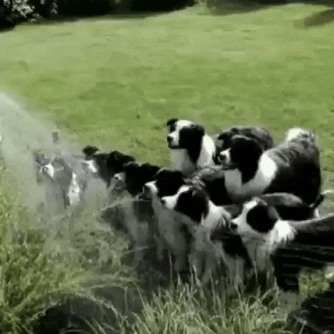 Drinking From A Fire Hose Adorable Pups GIF