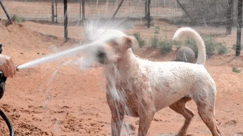 Drinking From A Fire Hose Dog Panicking GIF